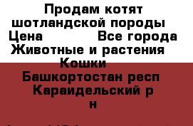 Продам котят шотландской породы › Цена ­ 2 000 - Все города Животные и растения » Кошки   . Башкортостан респ.,Караидельский р-н